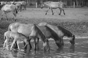 selvaggio cavalli su un' campo foto