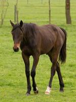 cavallo e puledri foto