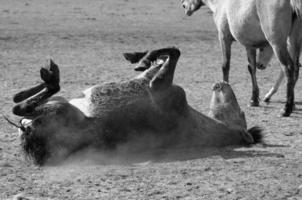 selvaggio cavalli su un' campo foto