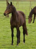 cavallo e puledri foto