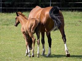 cavalli nel il Tedesco Münsterland foto