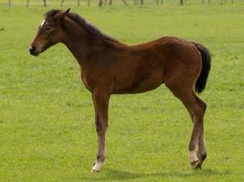 cavallo e puledri foto