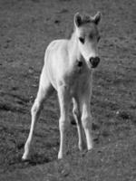 selvaggio cavalli su un' campo foto