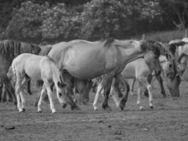 selvaggio cavalli su un' prato foto