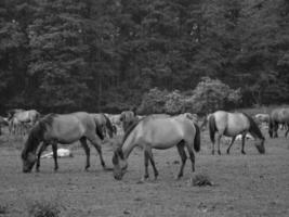 selvaggio cavalli su un' Tedesco campo foto