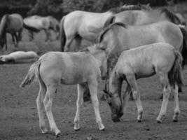 selvaggio cavalli su un' Tedesco campo foto