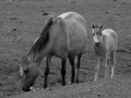 selvaggio cavalli su un' campo foto