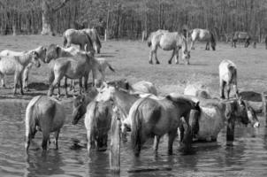 cavalli su un' Tedesco campo foto