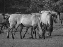 selvaggio cavalli su un' Tedesco campo foto