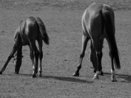 cavalli su un' Tedesco campo foto