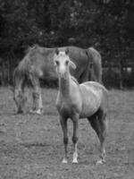 cavalli e puledri nel Germania foto