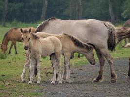 cavalli e puledri nel Germania foto