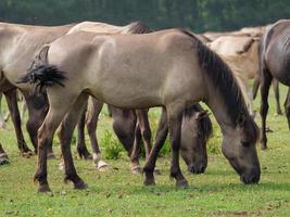 selvaggio cavalli e puledri nel Germania foto