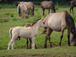 cavalli e puledri nel Germania foto