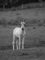 selvaggio cavalli su un' Tedesco campo foto