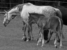 cavalli e puledri nel Germania foto