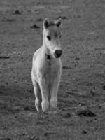 selvaggio cavalli su un' campo foto