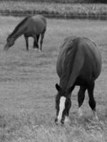 cavalli e puledri nel Germania foto