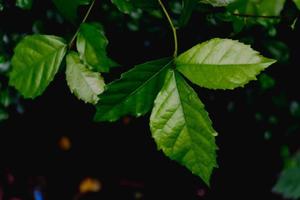 il verde sfondo è il stesso modello foto