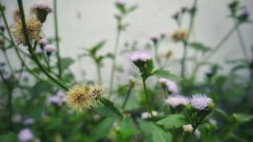 selettivo focalizzata natura foto sfondo, astratto sfondo