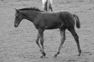 cavalli su prato nel Germania foto