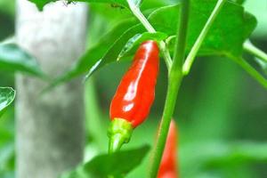 rosso chili frutta verdure nel il giardino foto