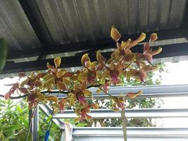 selettivo messa a fuoco di bellissimo giallo dendrobium scolorire orchidea fiori nel giardino su sfocato sfondo. foto