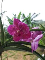 selettivo messa a fuoco di bellissimo vanda puro cera rosa orchidea nel giardino su sfocato sfondo. un altro nome è bitz cuore X dott. anek, vanda di kasem diletto e vanda dott. anek somsri. foto