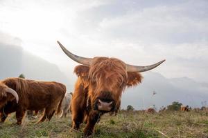 altopiano bestiame razza è conosciuto per suo rusticità foto