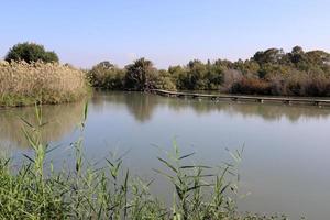 vegetazione su il banche di un' fiume nel settentrionale Israele foto