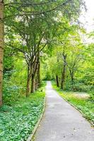 bellissimo verde foresta nel estate. campagna strada, sentiero, modo, corsia, sentiero su soleggiato giorno nel primavera foresta foto