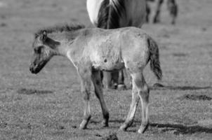 cavalli su un' Tedesco prato foto