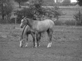 cavalli e puledri nel Germania foto