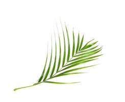 foglia di palma verde su bianco foto