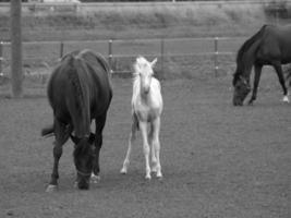 cavalli e puledri nel Germania foto