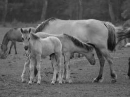 cavalli selvaggi in germania foto