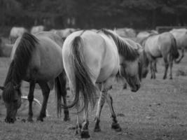 cavalli selvaggi in germania foto