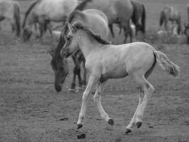 cavalli selvaggi in germania foto