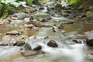 fiume nella foresta foto