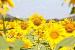 girasoli su un campo foto