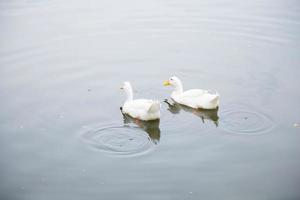 anatre nell'acqua foto