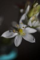 bianca stella fiore fioritura vicino su botanico sfondo ornithogalum famiglia Asparagaceae grande dimensione alto qualità Stampa foto