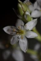 bianca stella fiore fioritura vicino su botanico sfondo ornithogalum famiglia Asparagaceae grande dimensione alto qualità Stampa foto