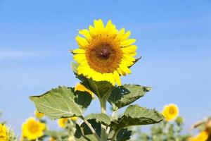 girasole sul campo foto