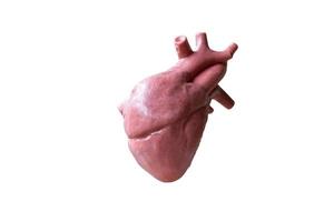 modello anatomico del cuore umano foto