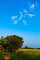 albero sul campo di riso foto