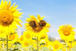 girasole con occhiali da sole foto