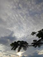 albero ramo silhouette contro il sfondo di il pomeriggio cielo foto