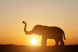 sagoma di un elefante sullo sfondo del tramonto foto