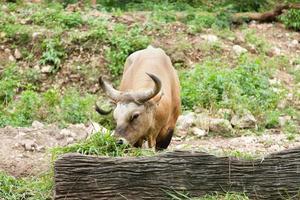 gaur che mangia erba foto